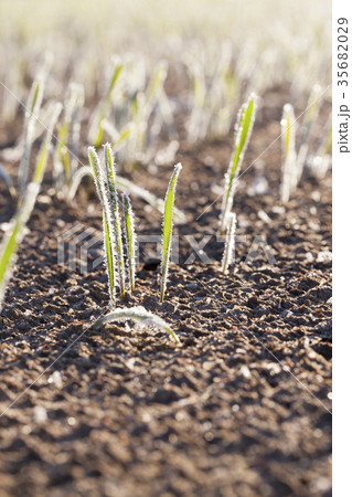frost on the wheat 35682029