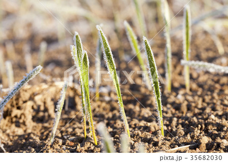 green wheat in frost, close-up green wheat in frost, close-up 35682030