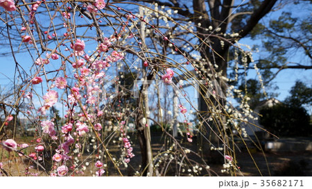 公園の枝垂れ梅 35682171