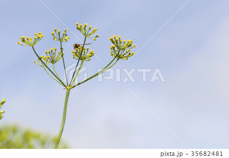 Umbrellas of dill, field Umbrellas of dill, field 35682481