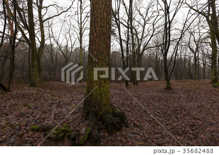Forest in autumn Forest in autumn 35682488