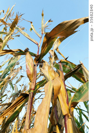 Field corn, agriculture 35682840