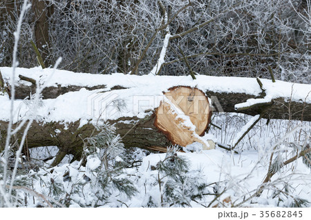 Winter time of the year, photo 35682845