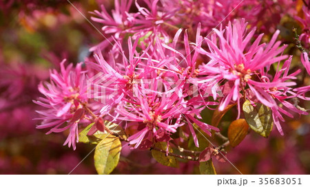 トキワマンサク 35683051