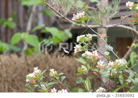 Butterfly on flower at fkiwer show 35683092