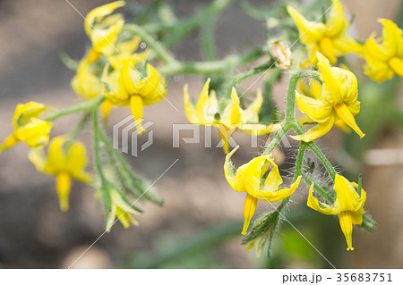 ミニトマト 花の写真素材