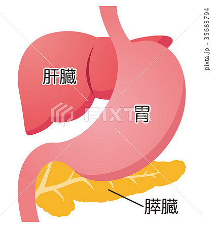 臓器 肝臓 膵臓 胃 臓器 肝臓 膵臓 胃 35683794