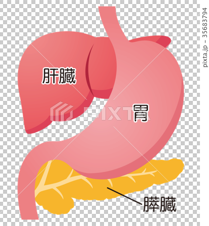 臓器 肝臓 膵臓 胃 臓器 肝臓 膵臓 胃 35683794