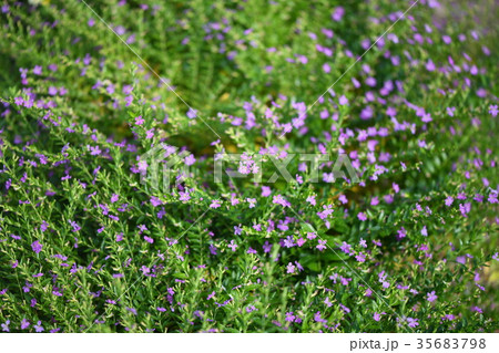 メキシコハナヤナギ 35683798