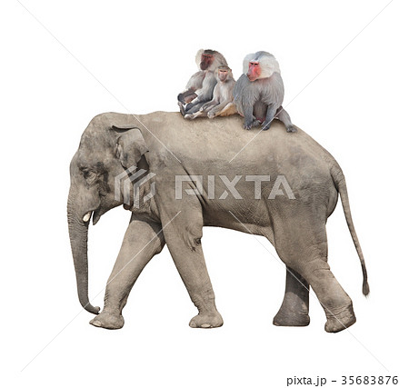Three monkey hamadry are riding on elephant Three monkey hamadry are riding on elephant 35683876