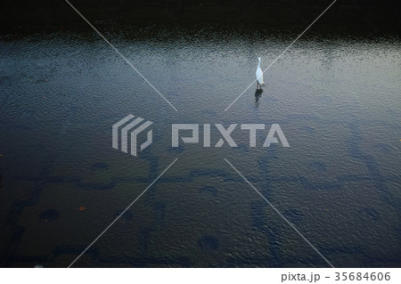 川の中にいるコサギ 川の中にいるコサギ 35684606