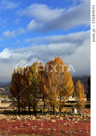 導電性 中国の ポプラ 35684645