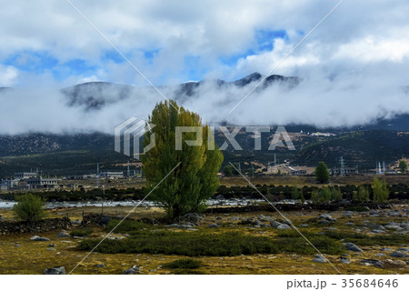 導電性 中国の ポプラ 35684646