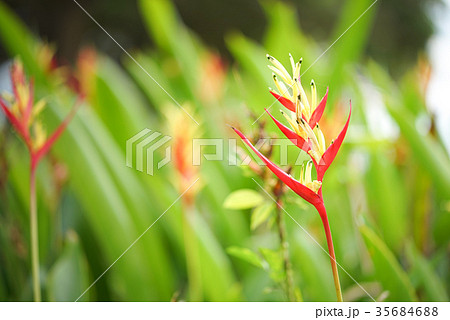 Strelitzia, Bird of Paradise Flower (Crane Flowers 35684688