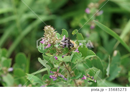 マルバハギの蜜を吸うトラマルハナバチ マルバハギの蜜を吸うトラマルハナバチ 35685273