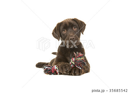 Brown labrador retriever puppy with toy 35685542