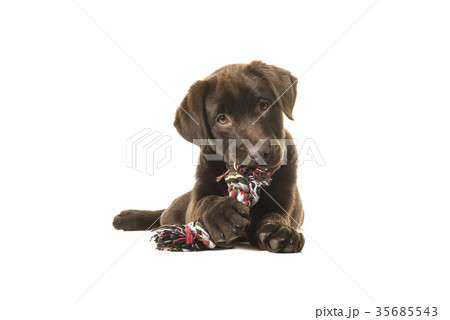 Brown labrador retriever puppy chewing on a toy 35685543