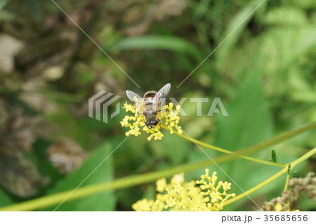 オミナエシの蜜を吸うシマハナアブ 35685656