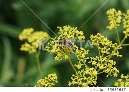 オミナエシの蜜を吸うシマハナアブ オミナエシの蜜を吸うシマハナアブ 35685657