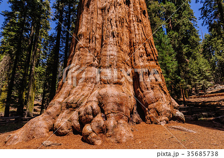 Giant Sequoia in the Sherman Grove Giant Sequoia in the Sherman Grove 35685738
