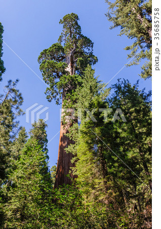 Giant Sequoia in the Grant Grove Giant Sequoia in the Grant Grove 35685758