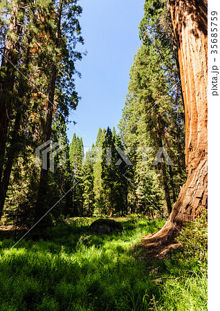Giant Sequoias in the Grant Grove Giant Sequoias in the Grant Grove 35685759