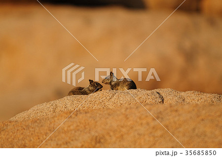 Two White Tailed Antelope Squirrel Ammospermophilus leucurus Two White Tailed Antelope Squirrel Ammospermophilus leucurus 35685850