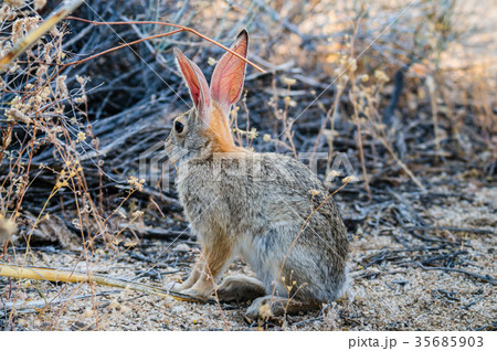 Desert Cottontail Rabbit Desert Cottontail Rabbit 35685903