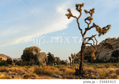 Joshua Tree Barker Dam Area near Sunset Joshua Tree Barker Dam Area near Sunset 35685915