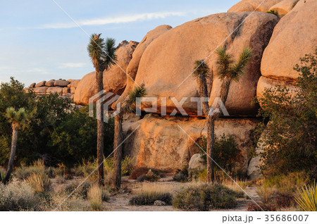Joshua Tree Barker Dam Area near Sunset 35686007