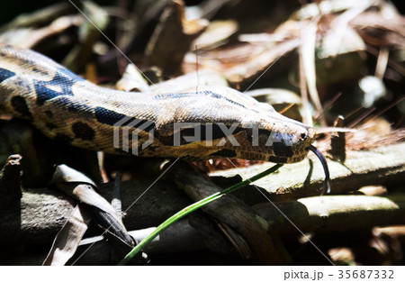 Boa constrictor 35687332