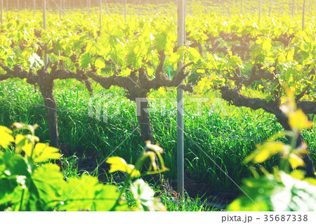 Vineyards are sunny in the spring seaso 35687338