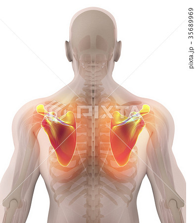 3d Illustration Of Scapula Medical Concept のイラスト素材