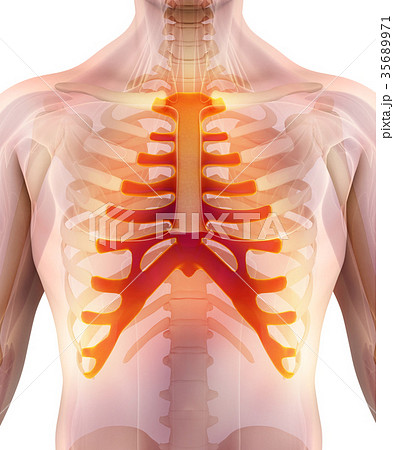 3D illustration of Sternum, medical concept. 35689971