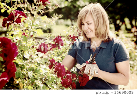 mature woman taking care of red roses mature woman taking care of red roses 35690005