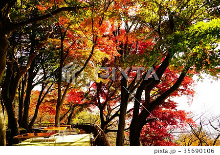 謙信平の紅葉 35690106