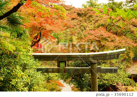 謙信平の紅葉 35690112