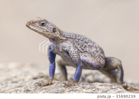 Mwanza flat-headed rock agama, Serengeti National 35690239