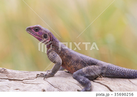 Mwanza flat-headed rock agama, Serengeti National 35690256