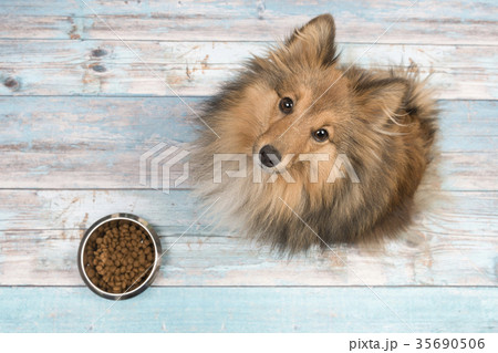 Adult shetland sheepdog seen from above looking up 35690506