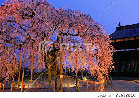 麻績の里　舞台桜 35693910