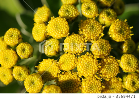 つぼみ花（磯菊） 35694471