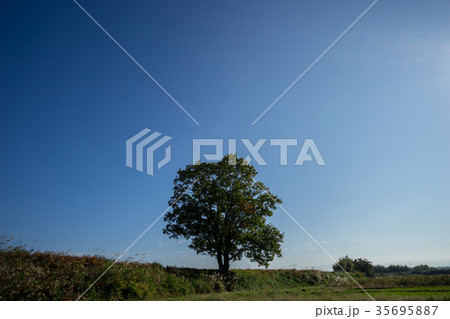 青空の下の一本木 35695887