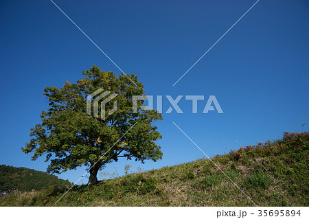 青空の下の一本木 35695894