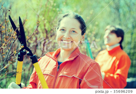 Female gardener cuts branches 35696209