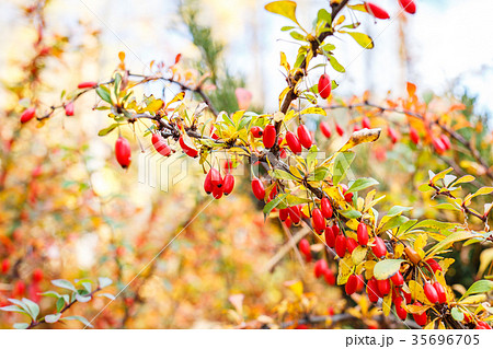 Berberis shrub with ripe red berries on twigs 35696705