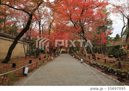 紅葉 紅葉 35697095