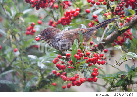 ツグミ科 つぐみ 鶫 35697634