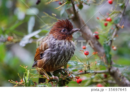 ツグミ科 つぐみ 鶫 35697645