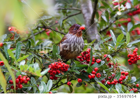 ツグミ科 つぐみ 鶫 35697654